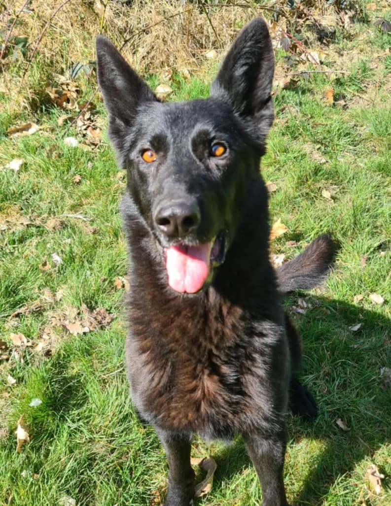 Beau, mixed breed for adoption at German Shepherd Dog Welfare Fund