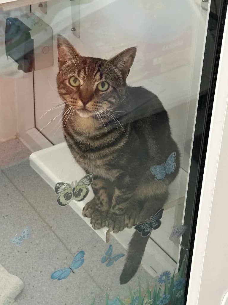 Anubis is looking for a rural home, Mixed Breed Cat for adoption at GSPCA Guernsey