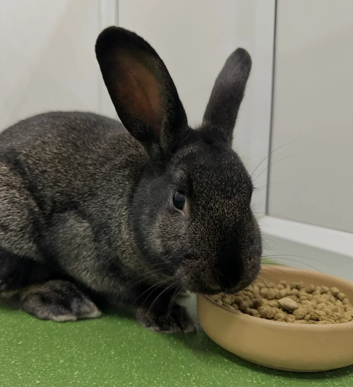 Athos is looking for a home!, young Mixed Breed for adoption at GSPCA Guernsey