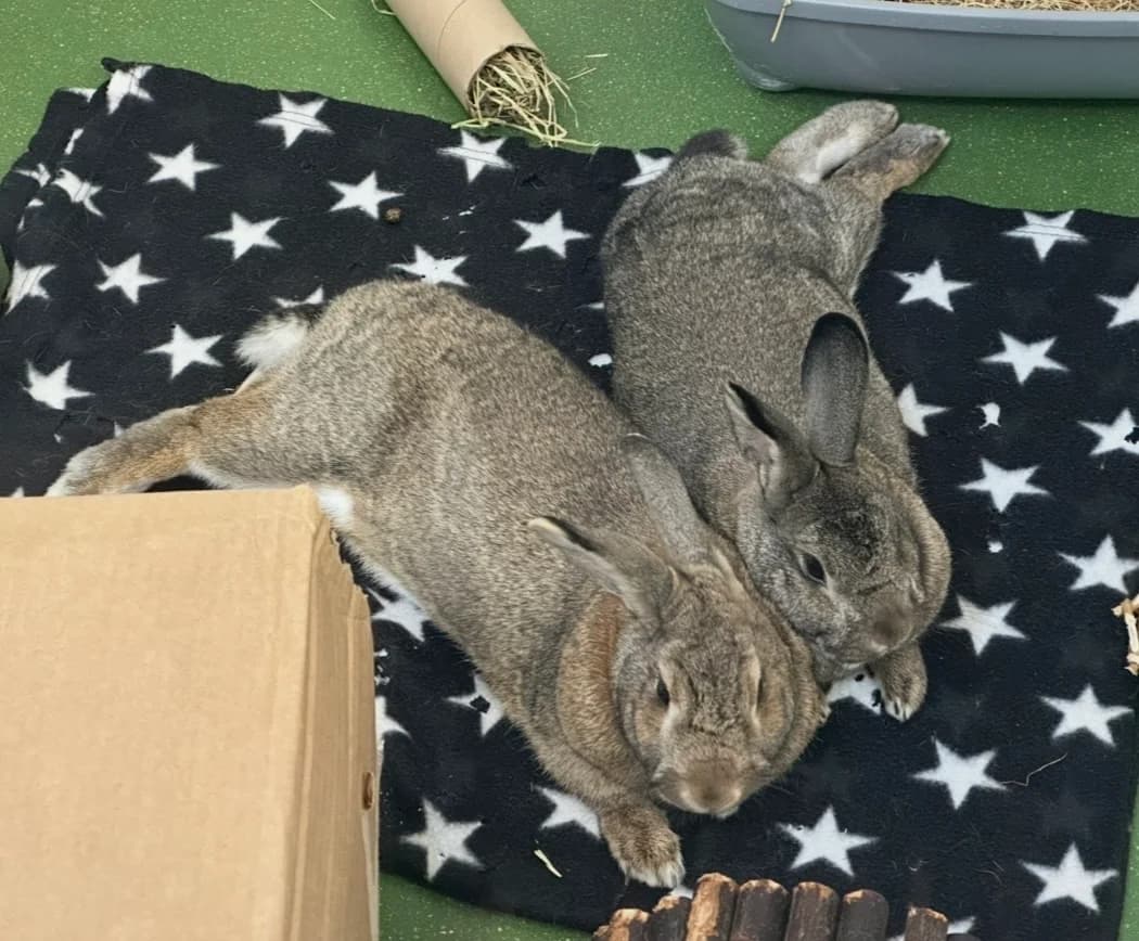 Blue and Reginald are looking for a home together, mixed breed for adoption at GSPCA Guernsey