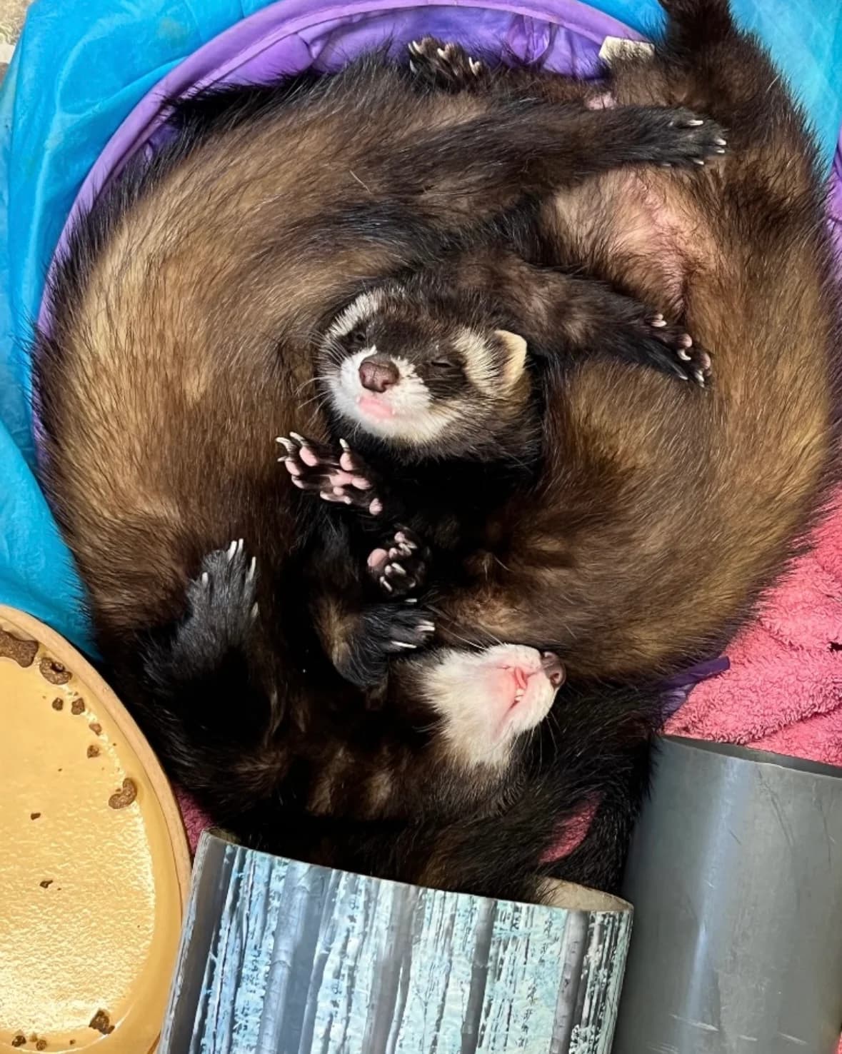 Charlotte, Camila and Louise are looking for a home!, 4yo Mixed Breed for adoption at GSPCA Guernsey