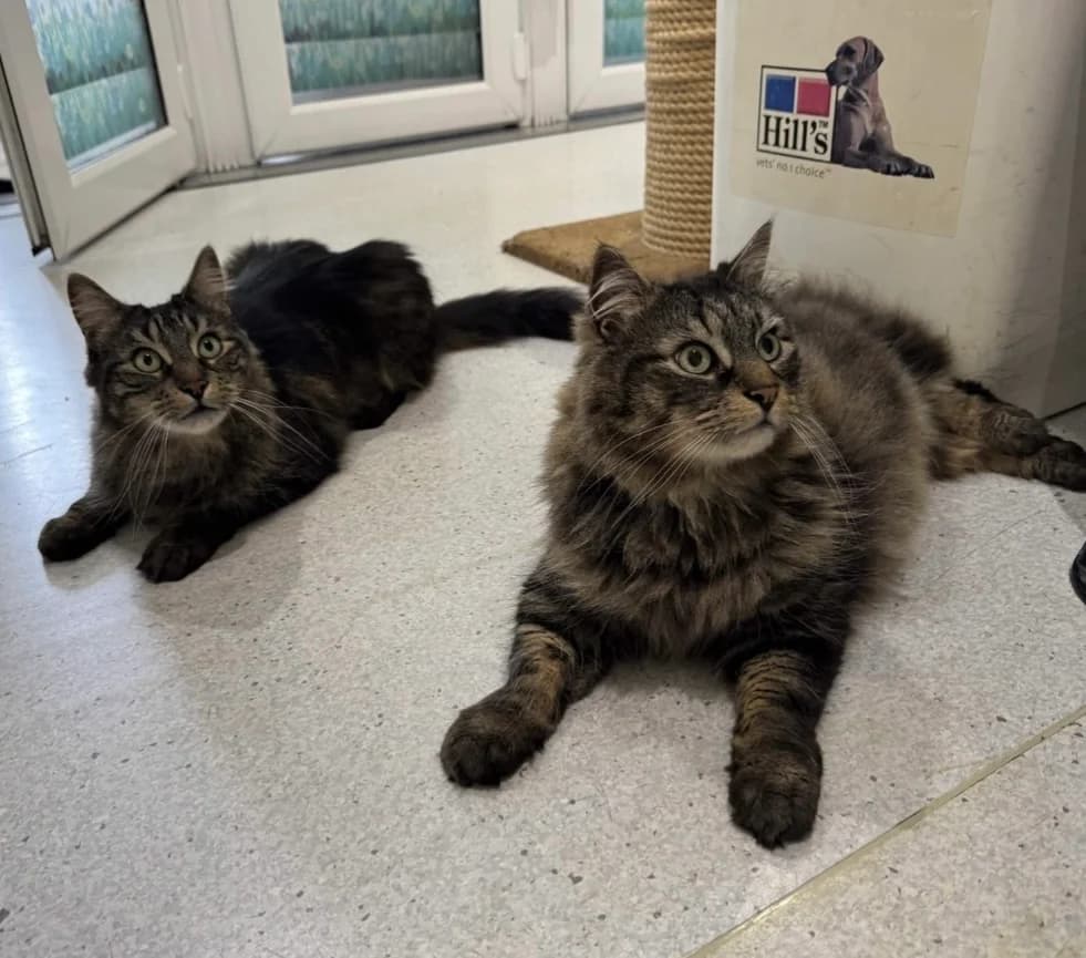 Cosmo and Chester RESERVED, 6yo Maine Coon for adoption at GSPCA Guernsey