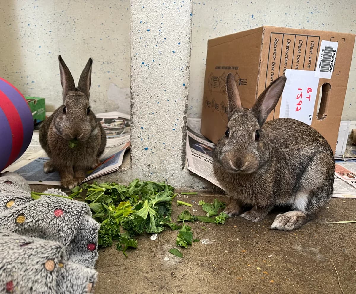 Crumpet and Toast are looking for a home!, 4yo mixed breed for adoption at GSPCA Guernsey