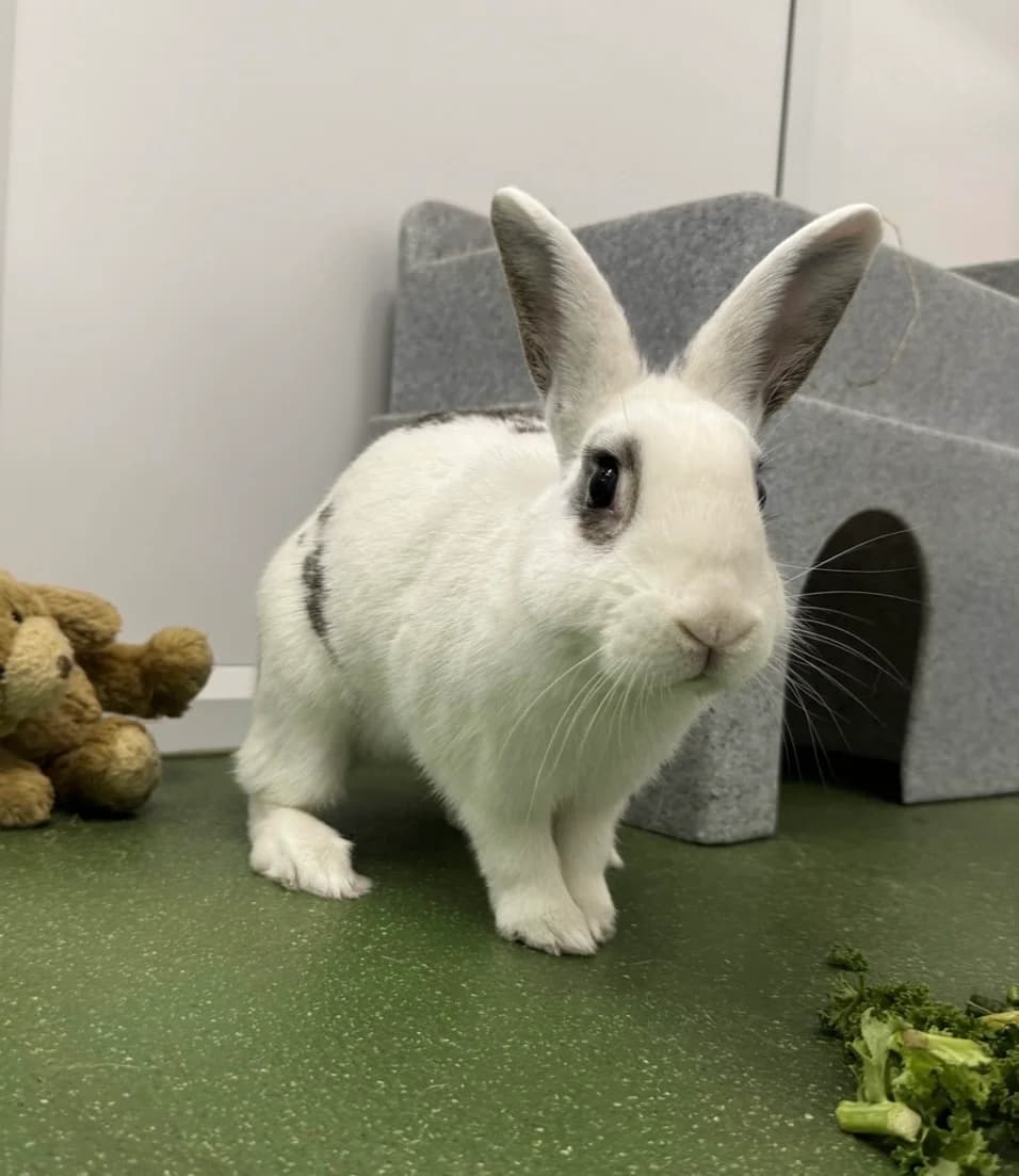 D'Artagnan is on trial :), young Mixed Breed for adoption at GSPCA Guernsey
