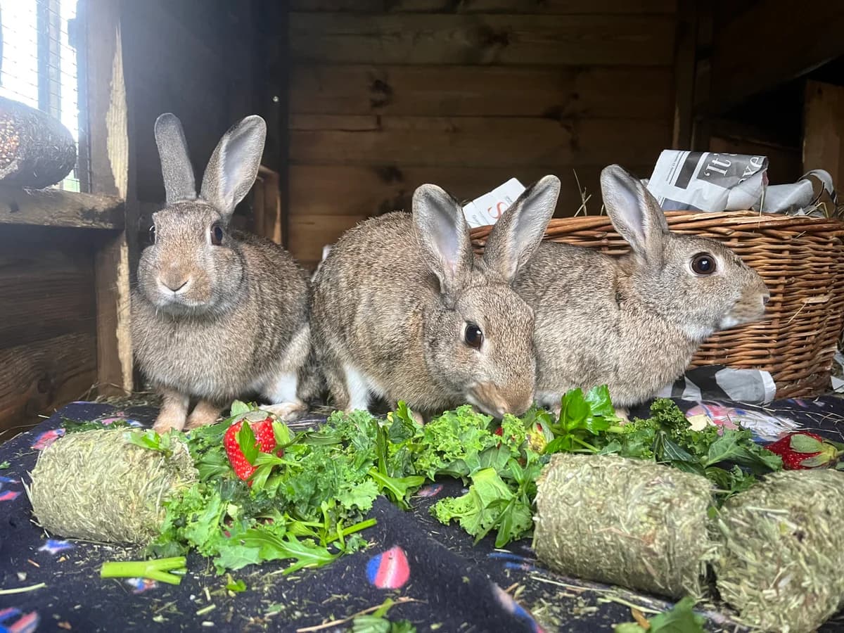 Flopsy, Mopsy and Benji are looking for a home, 6yo mixed breed for adoption at GSPCA Guernsey