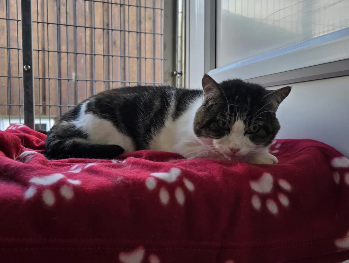 Garfield needs a home, senior Mixed Breed Cat for adoption at GSPCA Guernsey