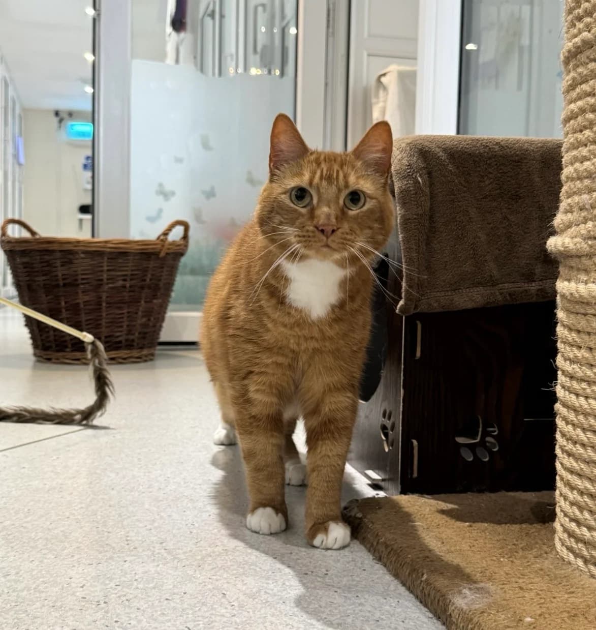 Hikaru is reserved, senior Mixed Breed Cat for adoption at GSPCA Guernsey