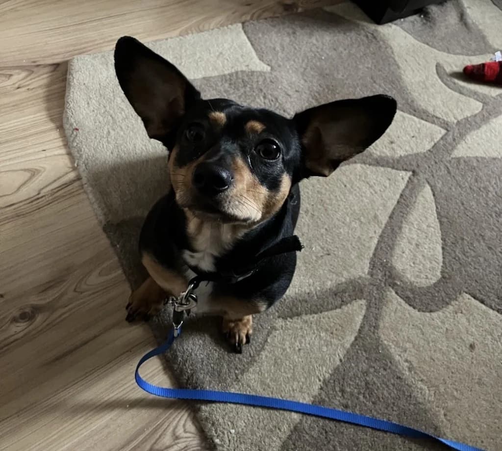Jasper Big Eared Heart Stealer Looking For His Special Person, young Mixed Breed for adoption at GSPCA Guernsey