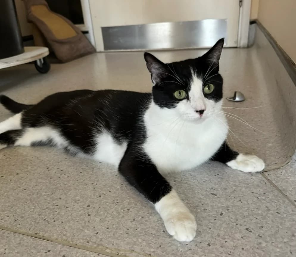 Jinx needs a home, 4yo Mixed Breed Cat for adoption at GSPCA Guernsey