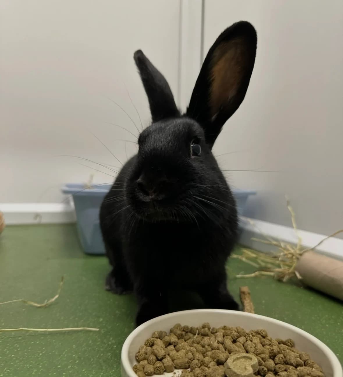 Loki is looking for a home!, young Mixed Breed for adoption at GSPCA Guernsey