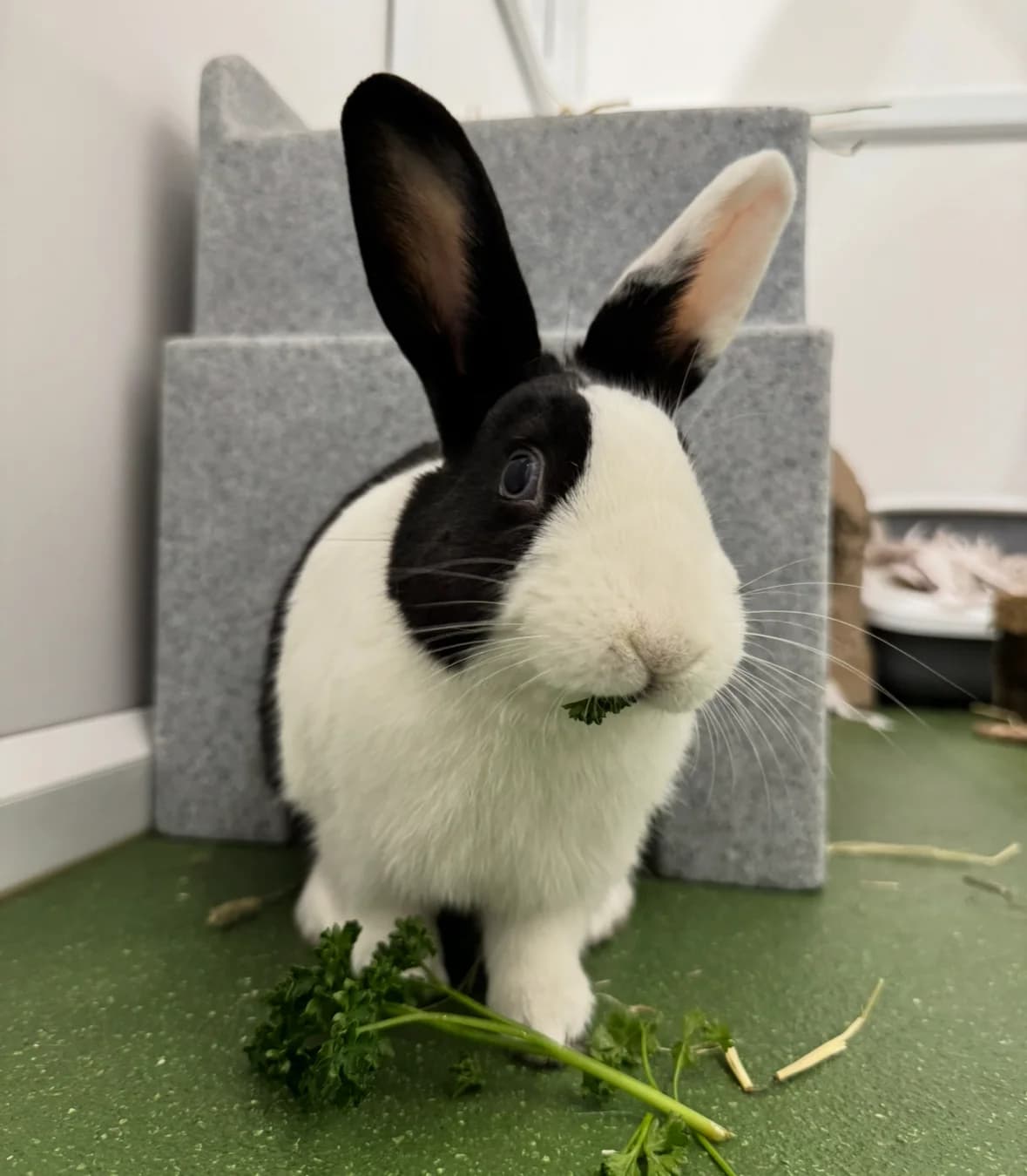 Missy is looking for a home!, 5yo Mixed Breed for adoption at GSPCA Guernsey