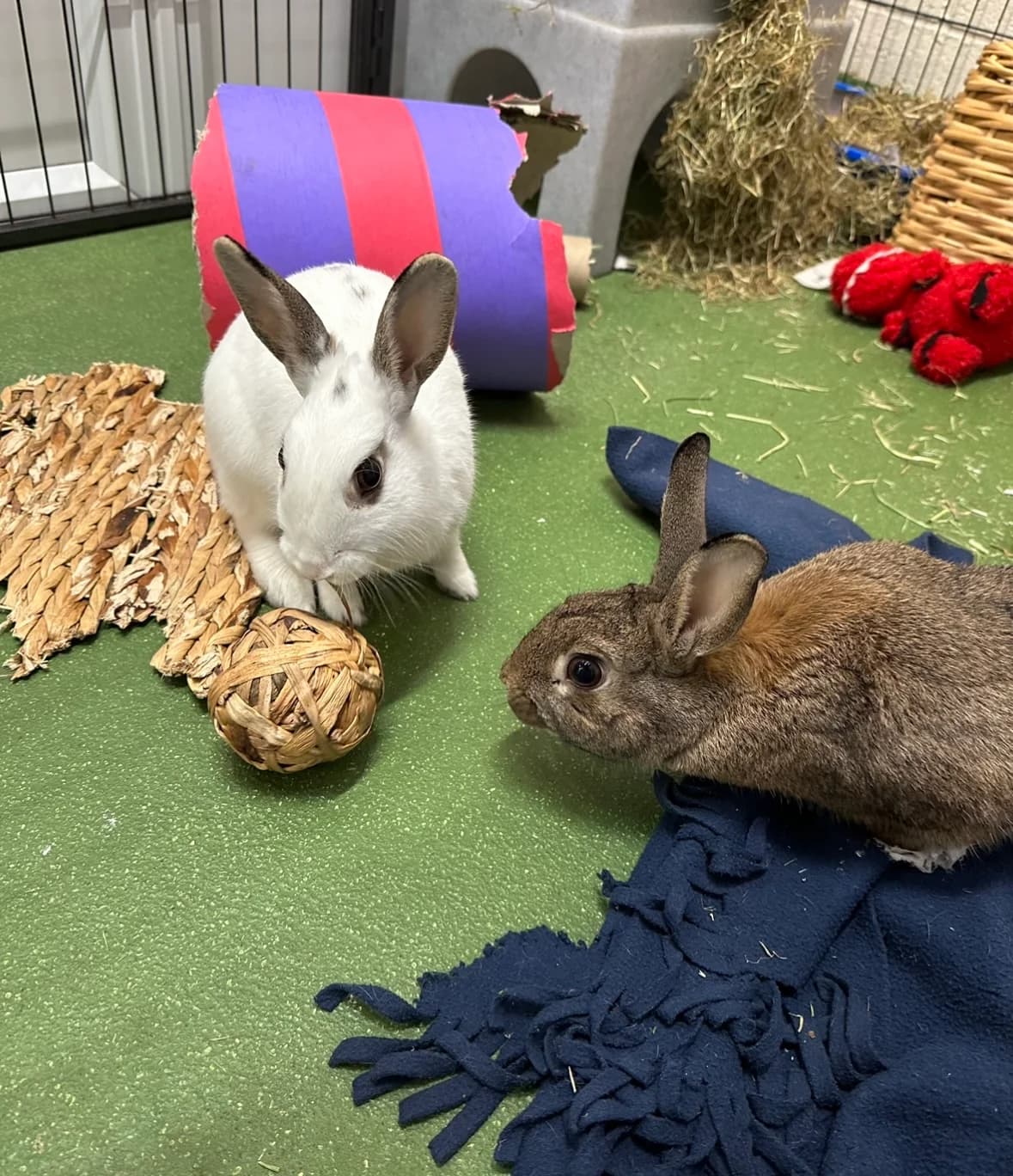 Mojo Jojo and Pop Tart are available for adoption!, mixed breed for adoption at GSPCA Guernsey