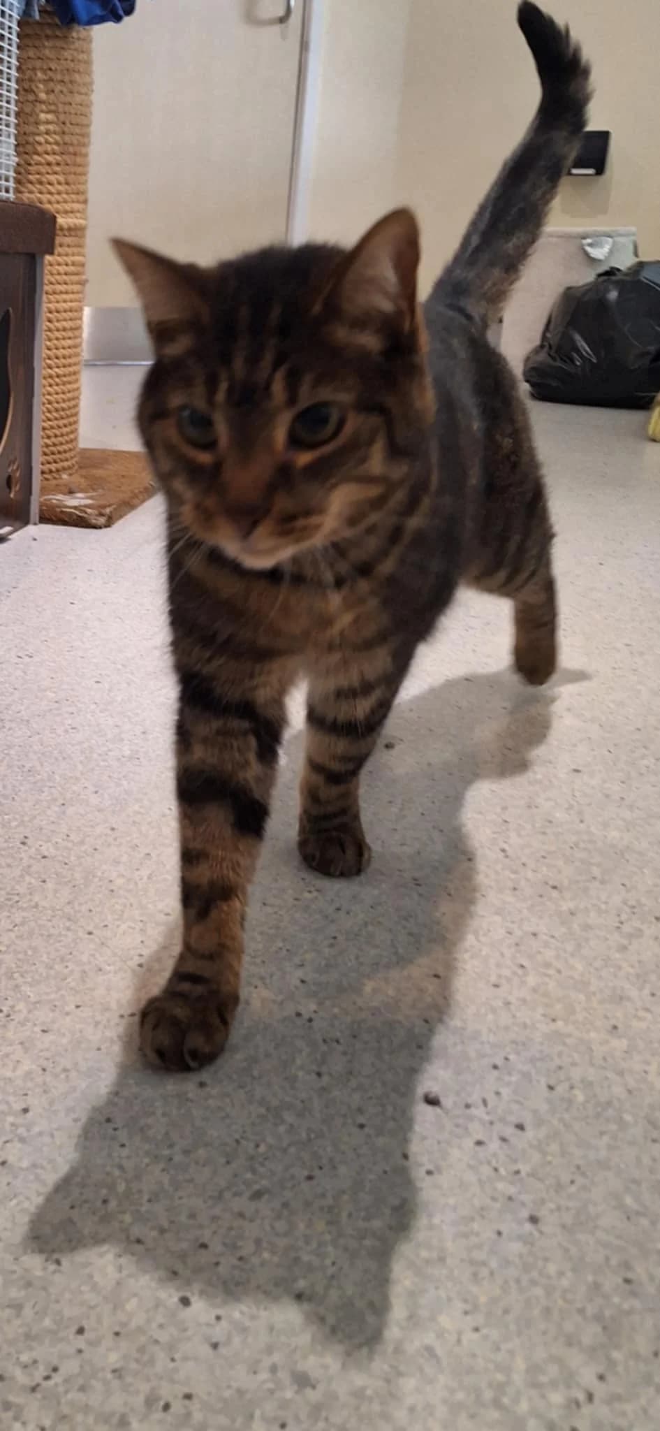 Mowgli snack demanding professional is looking for his new home, senior Mixed Breed for adoption at GSPCA Guernsey