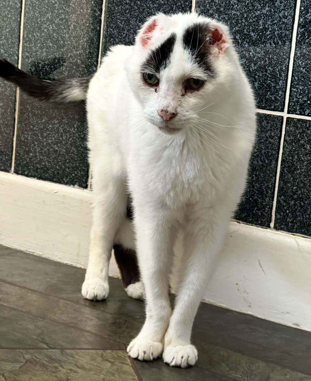 Mr B has gone to his forever foster home :) <3, senior Mixed Breed for adoption at GSPCA Guernsey