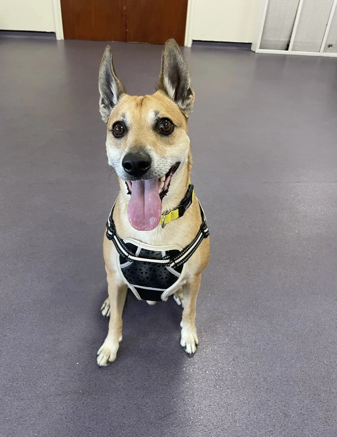 Roo is on trial with a family, mixed breed for adoption at GSPCA Guernsey
