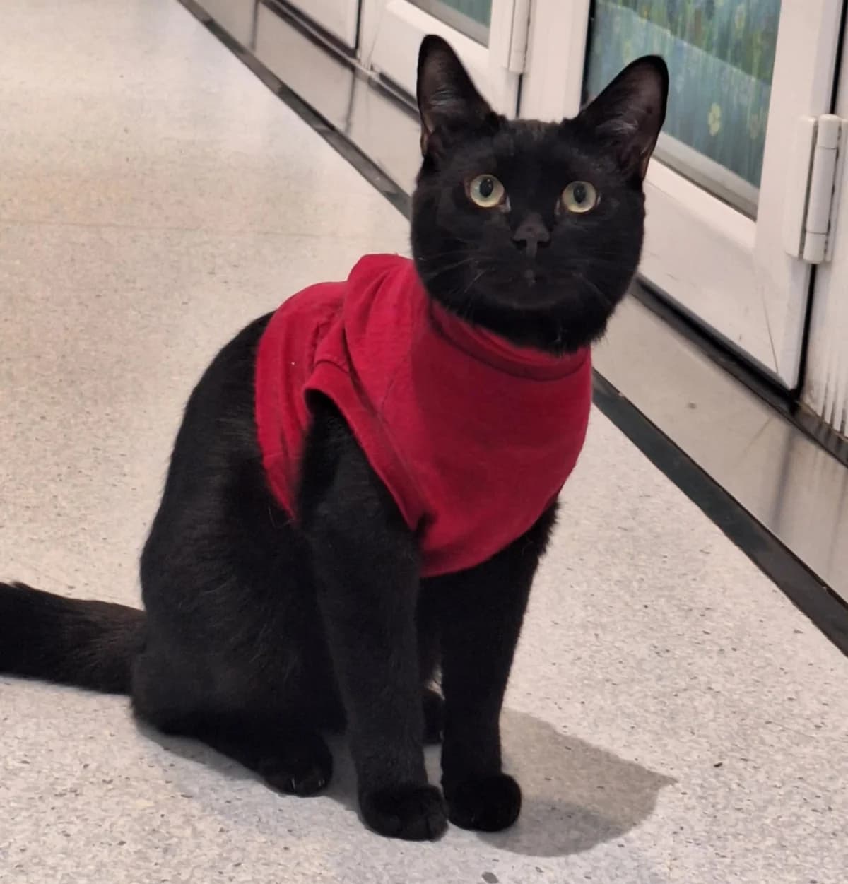 Shadow AKA Certified Little Menace is reserved!!! :), Mixed Breed Cat for adoption at GSPCA Guernsey