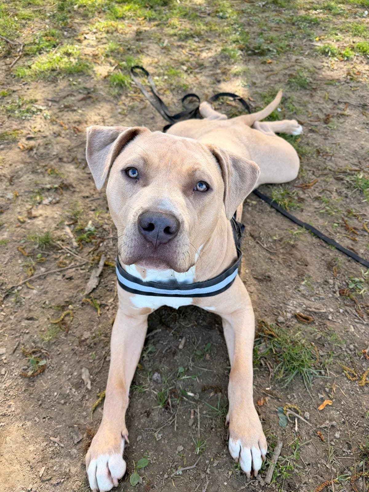 Simba is Reserved! :), mixed breed for adoption at GSPCA Guernsey