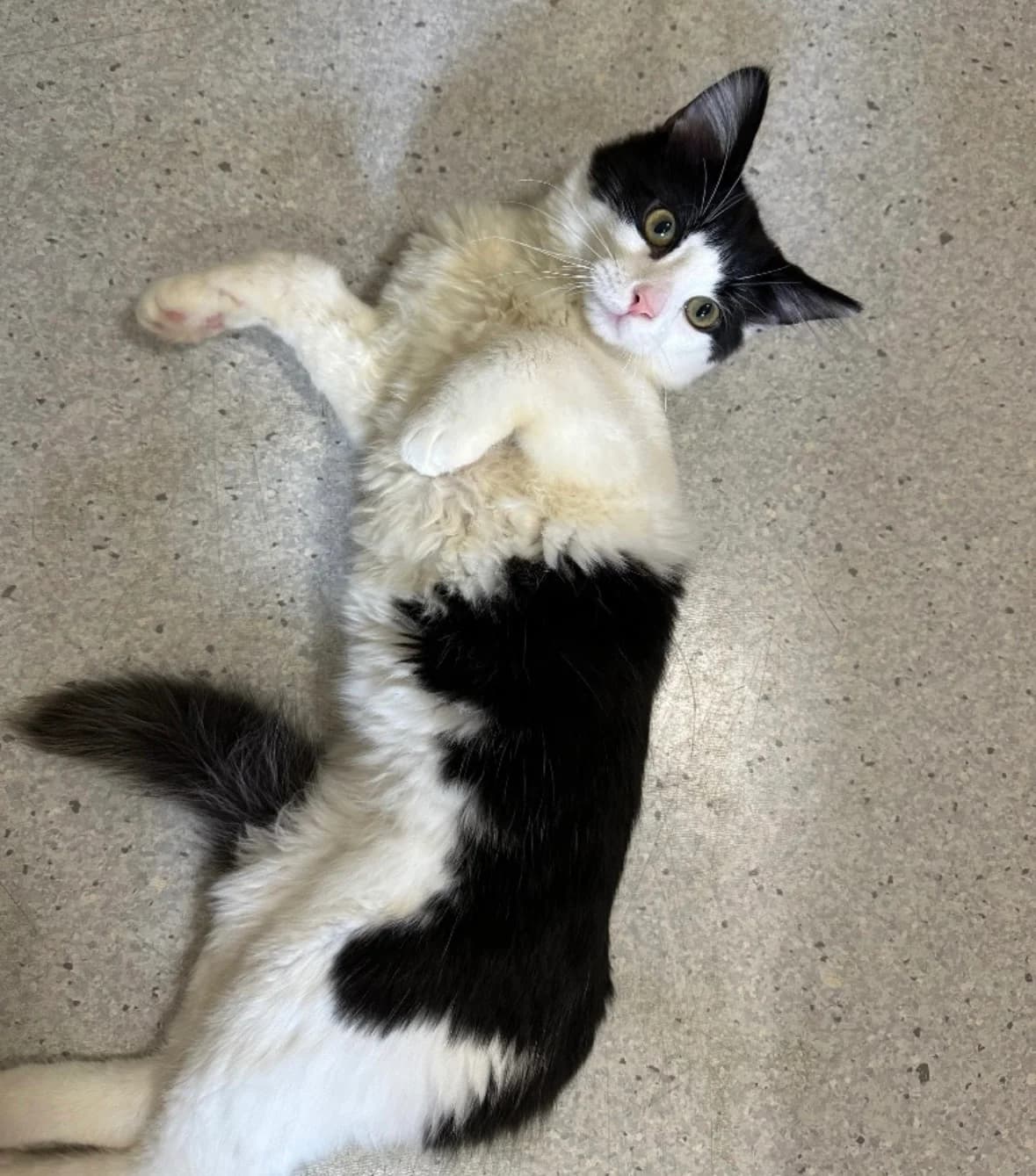 Spud is looking for a very special home, young Mixed Breed Cat for adoption at GSPCA Guernsey