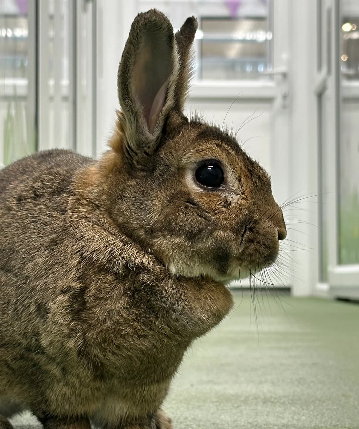 Trixie is looking for a home!, young Mixed Breed for adoption at GSPCA Guernsey