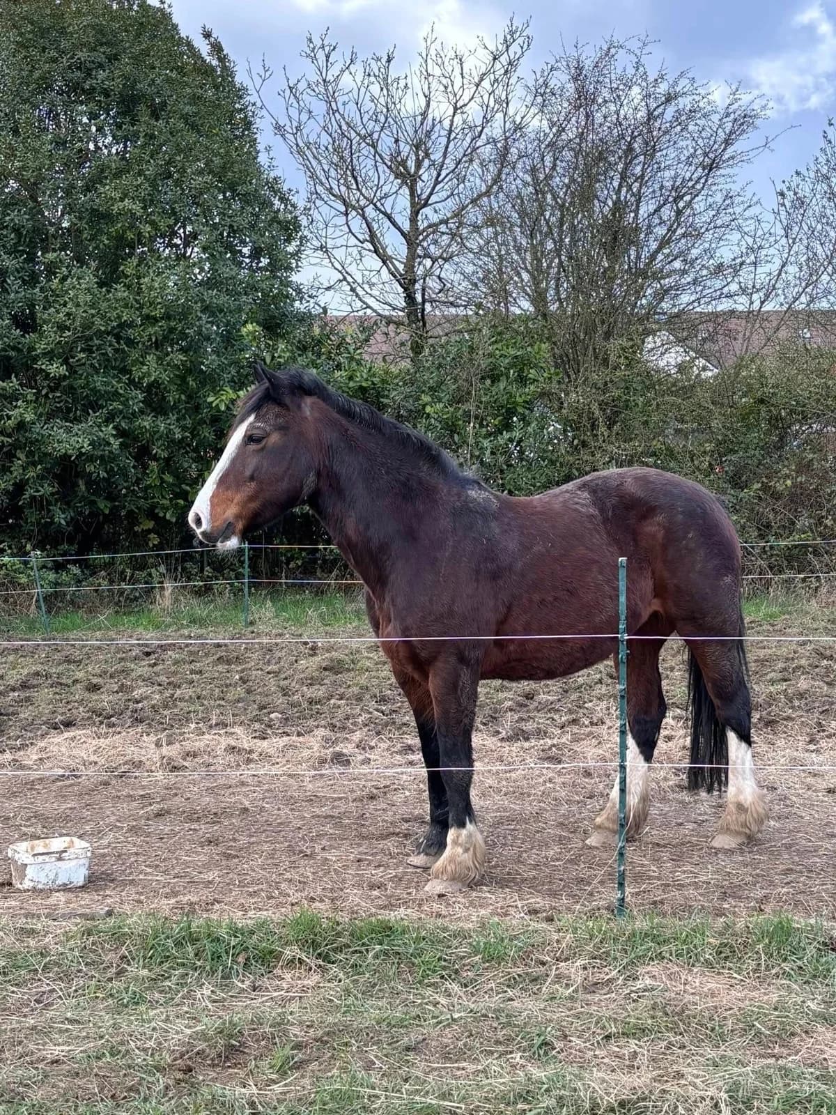 Bluebell, Mixed Breed for adoption at Hampshire Spirit Horse Rescue