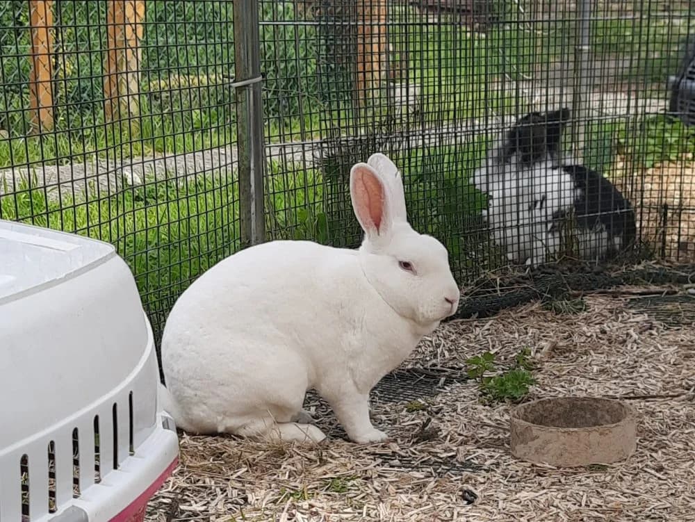 Pip, male Mixed Breed for adoption at Happy Landings Animal Rescue