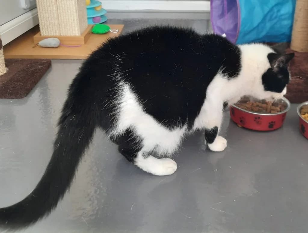 Madeline, female Mixed Breed for adoption at Happy Landings Animal Rescue