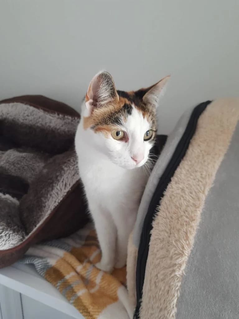 Ula, female Mixed Breed for adoption at Happy Landings Animal Rescue