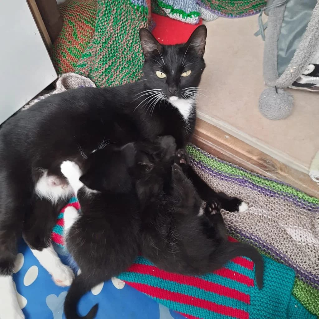 Cinnamon & 5 kittens, female Mixed Breed for adoption at Happy Landings Animal Rescue