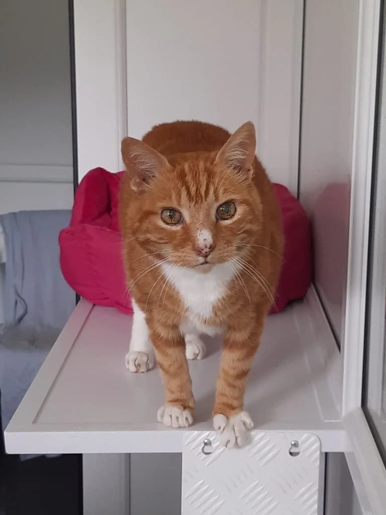 GJ, male Mixed Breed for adoption at Happy Landings Animal Rescue