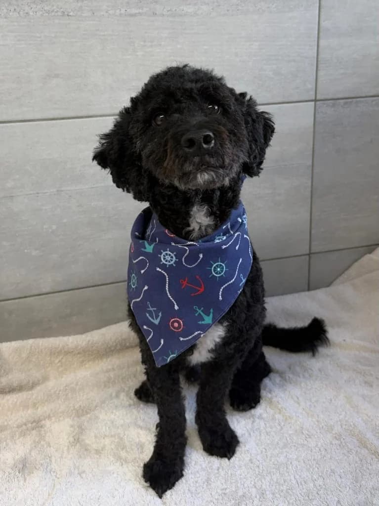 Rupert, male Mixed Breed for adoption at Happy Landings Animal Rescue