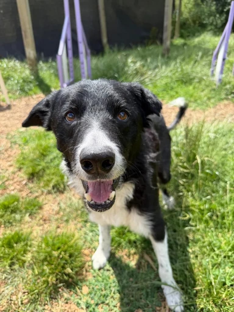 Flash, male Mixed Breed for adoption at Happy Landings Animal Rescue