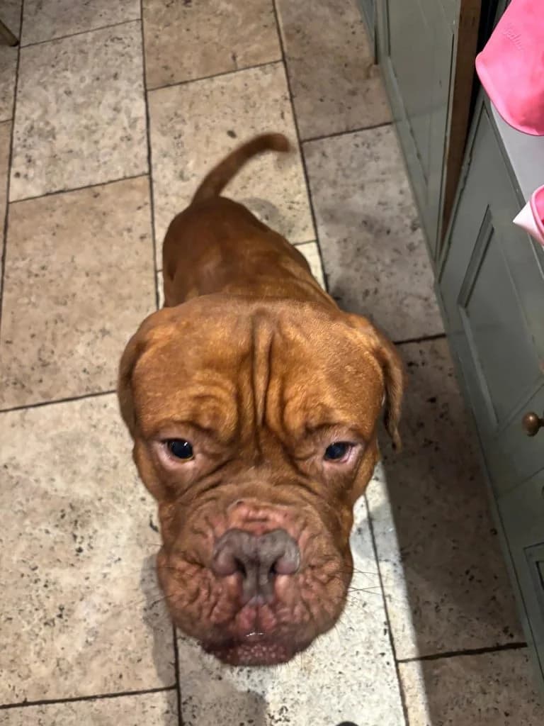 Hulk, male Mixed Breed for adoption at Happy Landings Animal Rescue