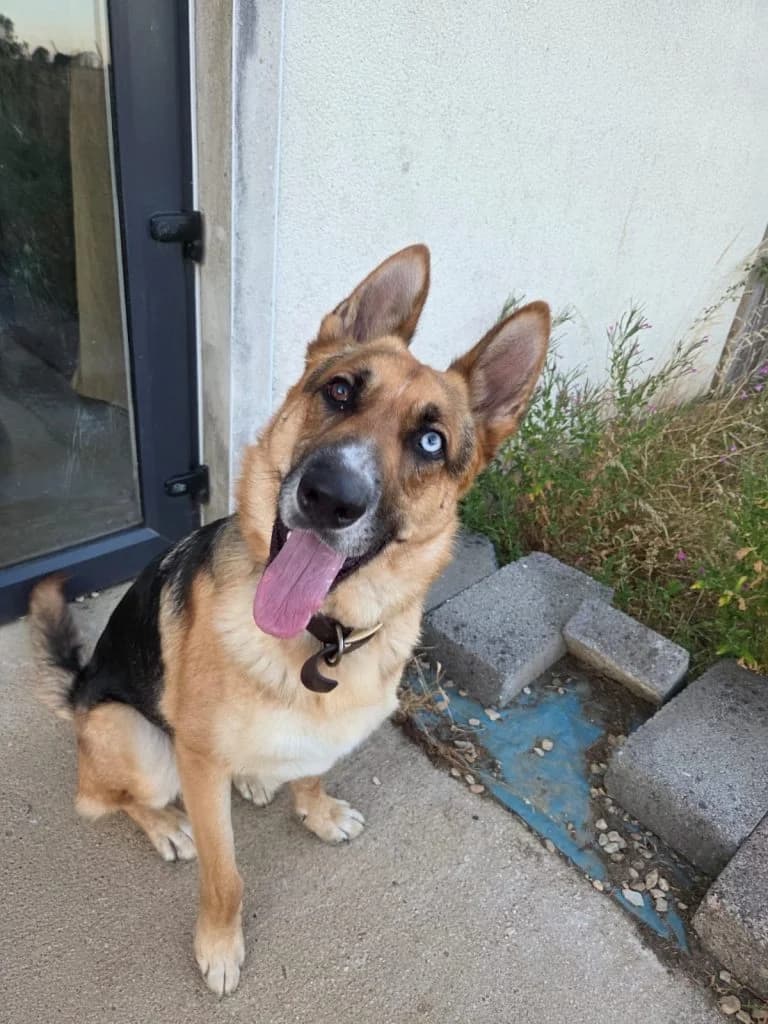 Ziggy, male Mixed Breed for adoption at Happy Landings Animal Rescue