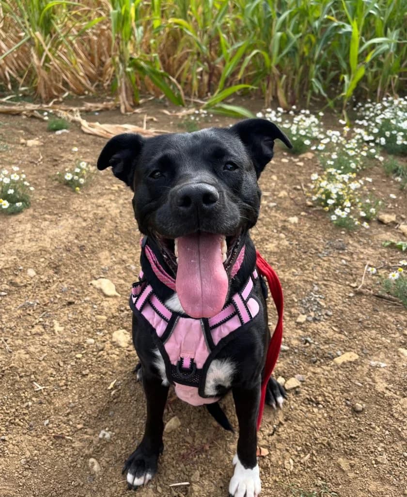 Luna, female Mixed Breed for adoption at Happy Landings Animal Rescue