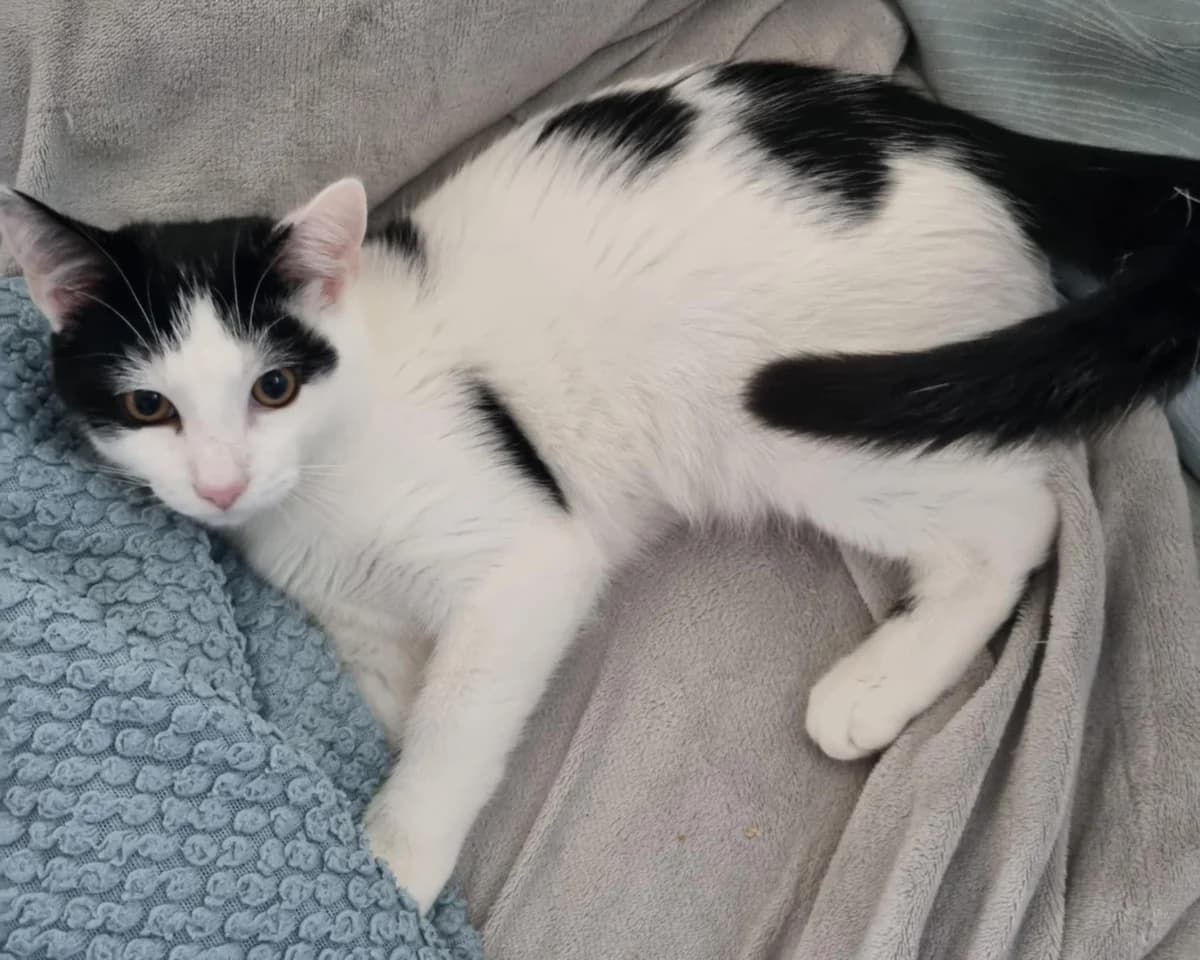 Iggy & Ivor, male puppy Mixed Breed for adoption at Hastings Cat Lovers