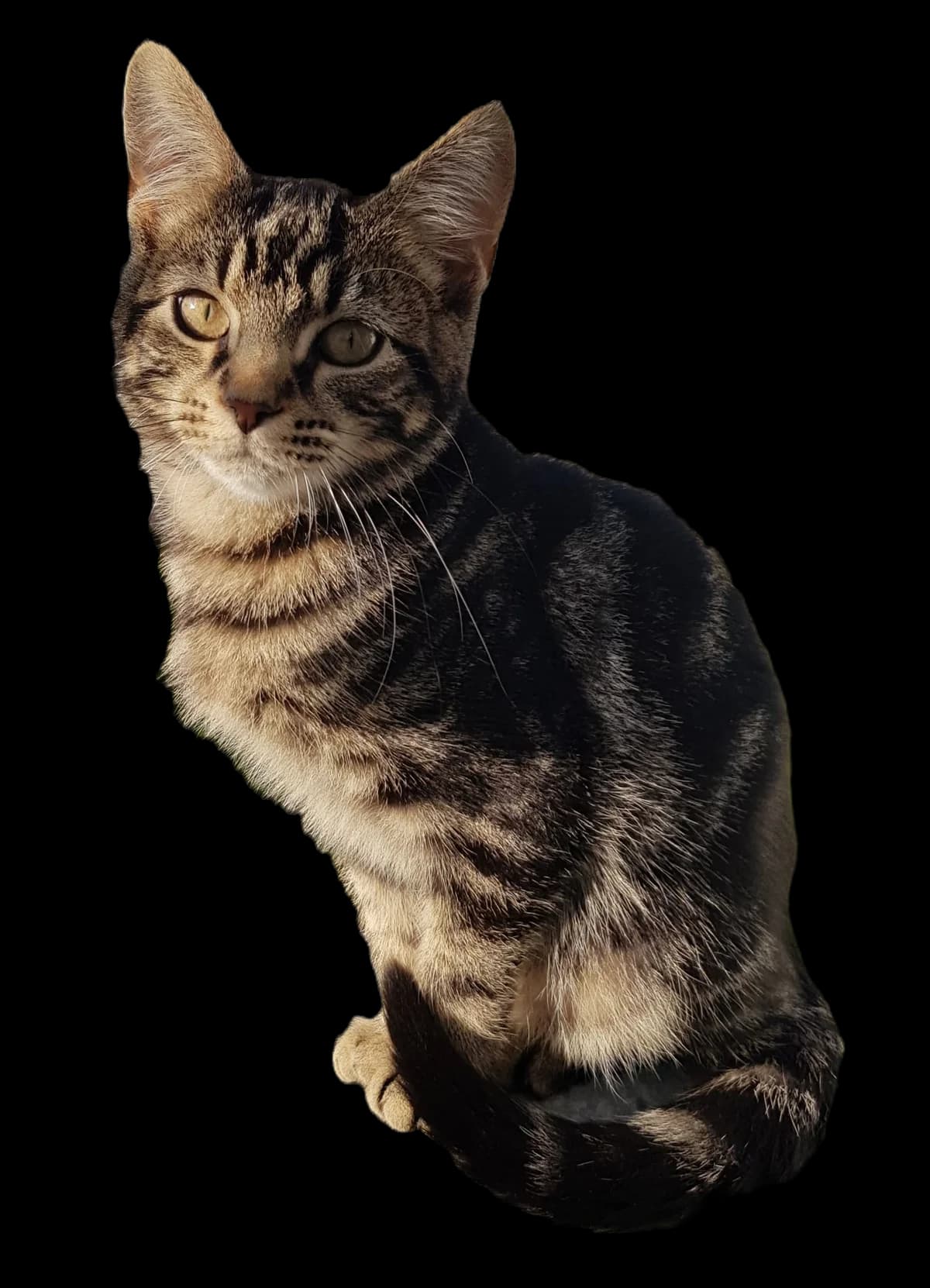 Harriet, female young Mixed Breed for adoption at Hastings Cat Lovers