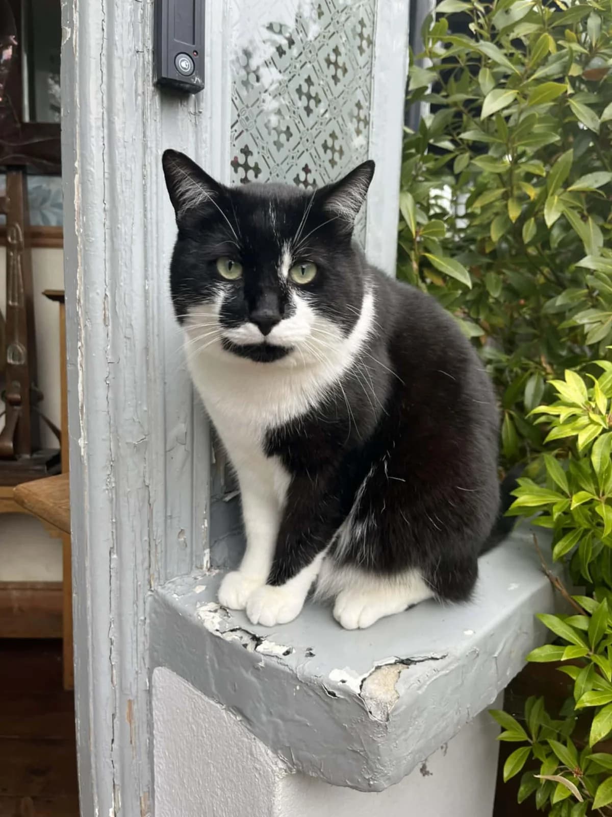 Tinkerbelle, female 6yo Mixed Breed for adoption at Hastings Cat Lovers