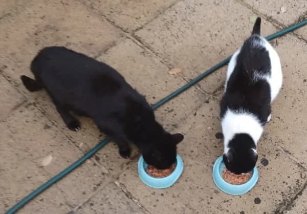 Tinker, male senior Mixed Breed for adoption at Hounslow Animal Welfare Society