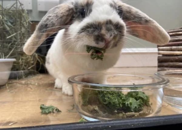 Echo, female 6yo Mixed Breed for adoption at Hounslow Animal Welfare Society