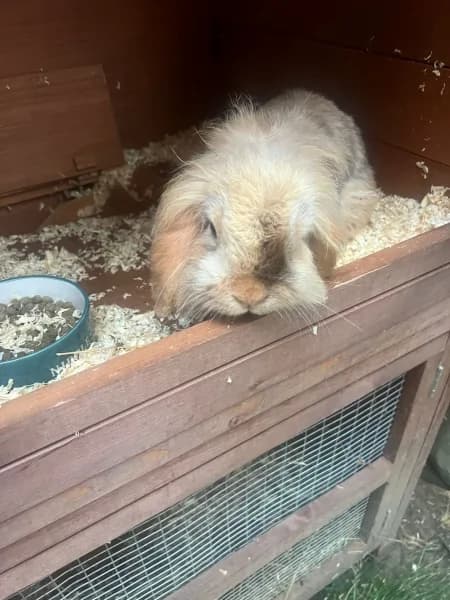 Melvin, male 3yo Mixed Breed for adoption at Hounslow Animal Welfare Society