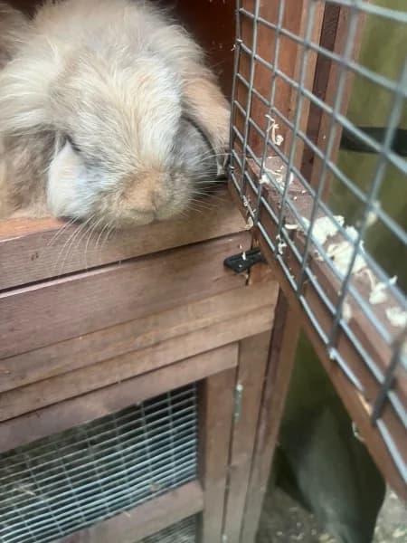 Noah, male 3yo Mixed Breed for adoption at Hounslow Animal Welfare Society
