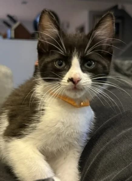 Milo, male puppy Mixed Breed for adoption at Hounslow Animal Welfare Society