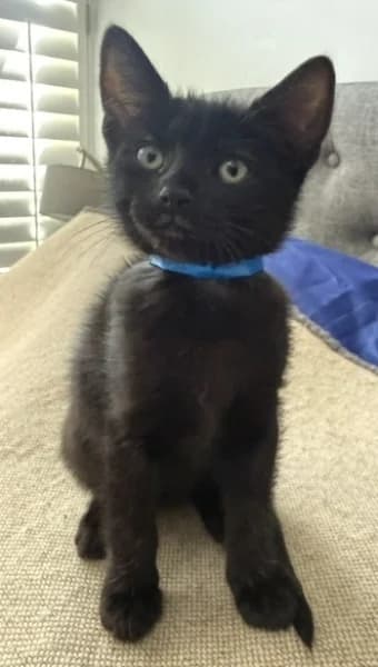 Finn, male puppy Mixed Breed for adoption at Hounslow Animal Welfare Society