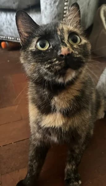 Tipsy, female young Mixed Breed for adoption at Hounslow Animal Welfare Society