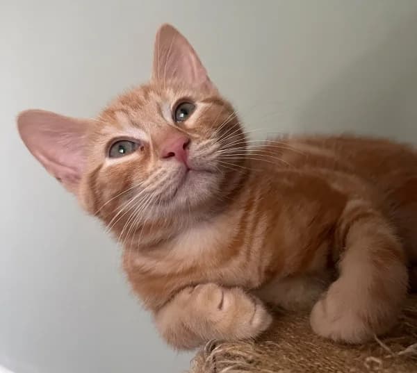 Tango, male puppy Mixed Breed for adoption at Hounslow Animal Welfare Society