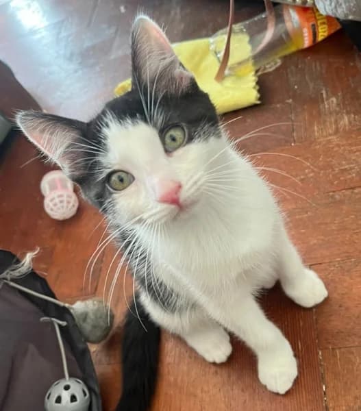 Tilly, female puppy Mixed Breed for adoption at Hounslow Animal Welfare Society