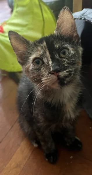Tansy, female puppy Mixed Breed for adoption at Hounslow Animal Welfare Society