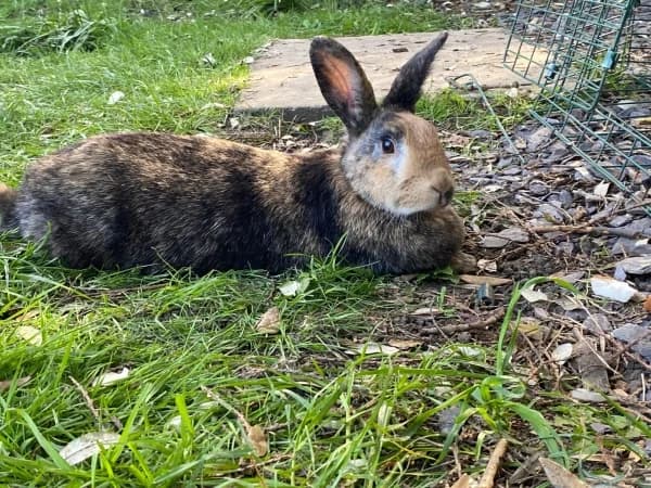 Robin, female 3yo Mixed Breed for adoption at Hounslow Animal Welfare Society