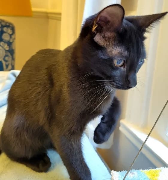 Laszlo, male Mixed Breed for adoption at Hounslow Animal Welfare Society