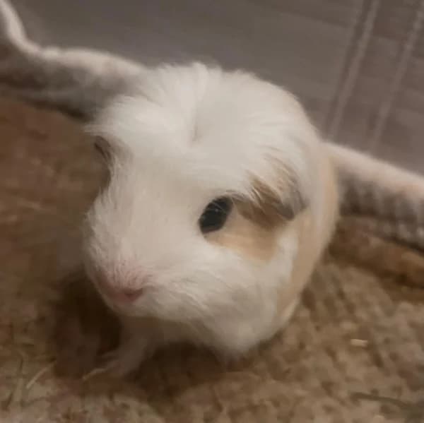 Teddy, male young Mixed Breed for adoption at Hounslow Animal Welfare Society